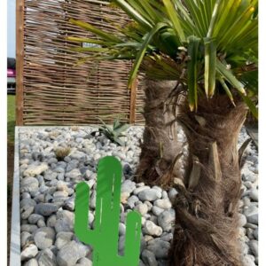 Cactus Mr Pique