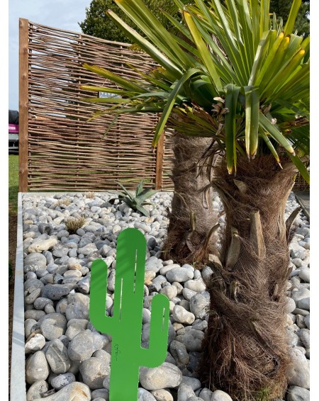 Cactus Mr Pique