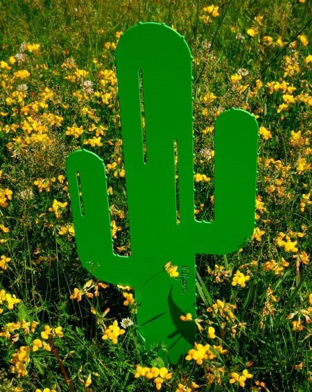 Cactus Mr Pique