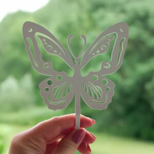 Papillon Beautiful